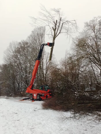 Baumfällung mit Fällgreifer