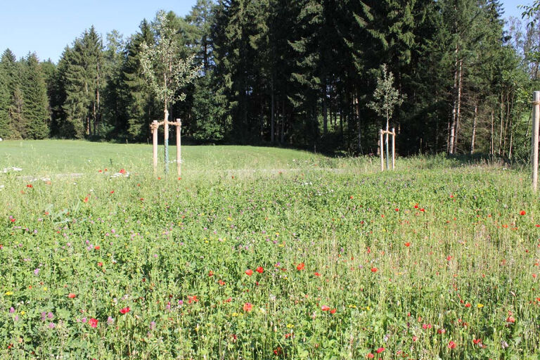 Ansaat - Blumenwiese