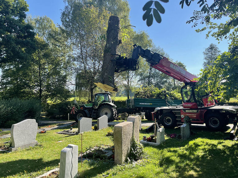 Baumentnahme Friedhof 2