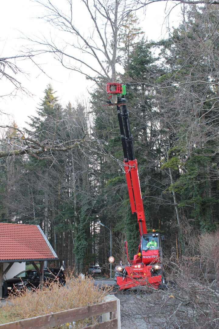 Baumfaellen mit Faellgreifer 3